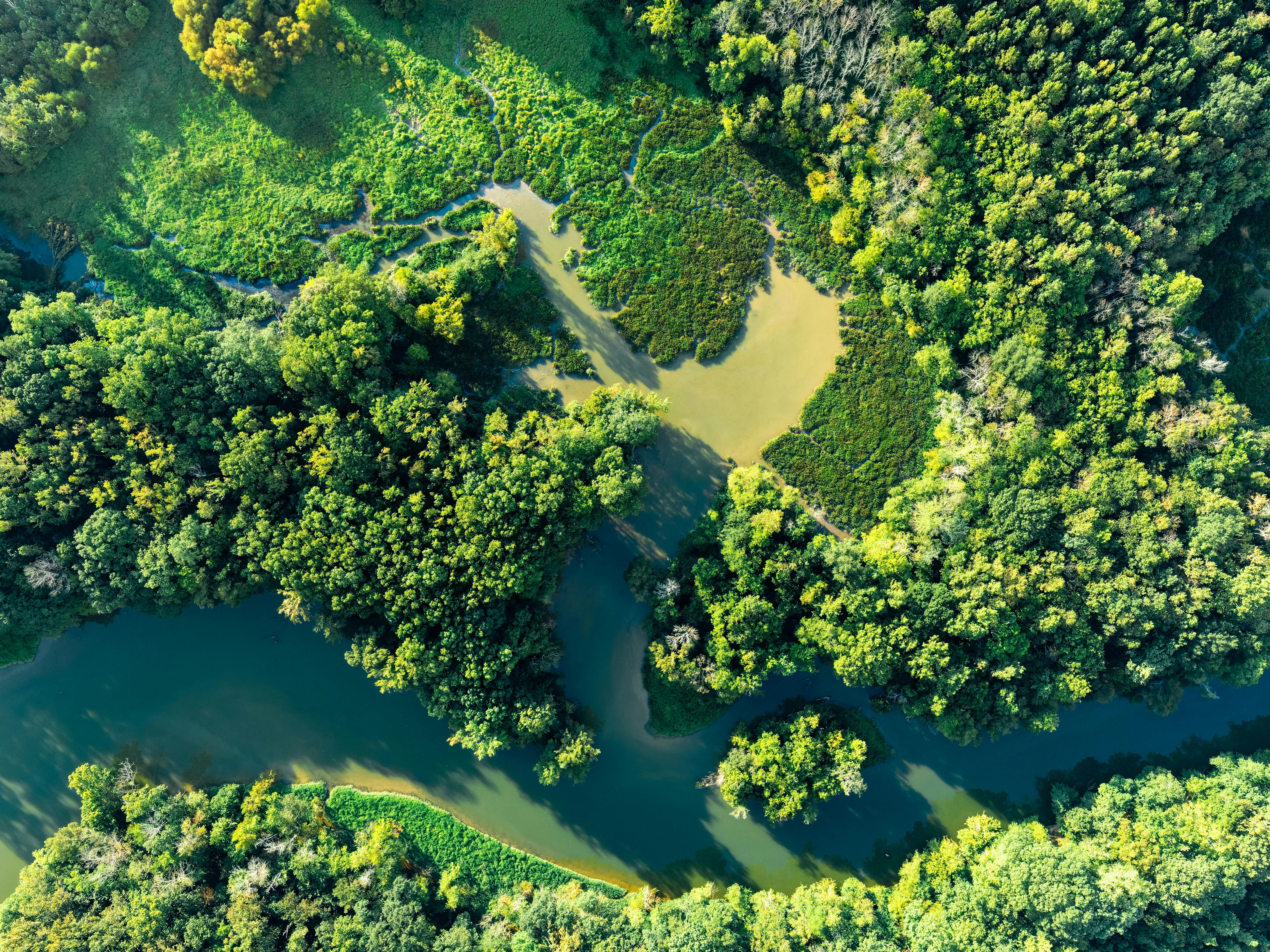 Forêt tropicale luxuriante illustrant la biodiversité