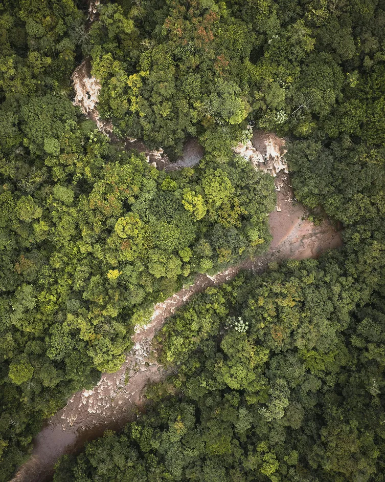 Forêt dans un écosystème naturel