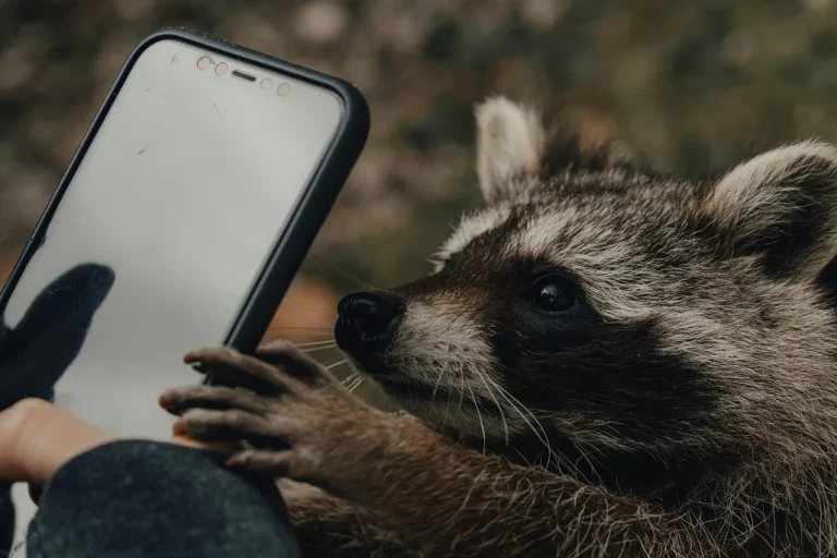 Raton-laveur essayant de prendre le téléphone des mains d'une personne